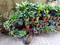 hostas (29).webp hostas (29).webp