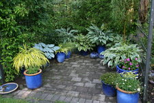 Hosta   1022.JPG