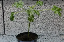 Geraniensteckling 20230322.webp