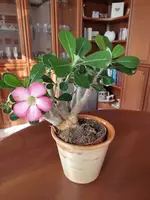 Wüstenrose 4:23.webp