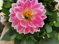 IMG_20200704_120010.webp