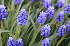 IMG_2487b.webp