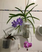 Vanda-I-008_20201123.jpg