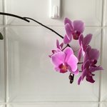 Phal-I.B_000_20201021.jpg