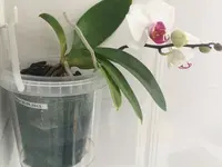 Phal-I.C_Tochter v Helga_001.jpg