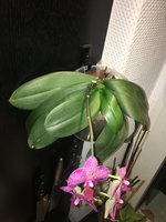 Phal-IV_2020-06 (1).jpg