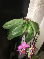 Phal-IV_2020-06 (1).jpg