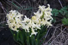 DSC00568.webp