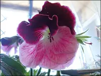 c004.webp