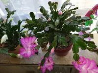 IMG_20230403_093942.webp