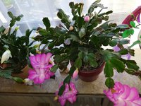 IMG_20230403_093942.jpg