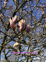 Magnolie IMG_4560.jpg