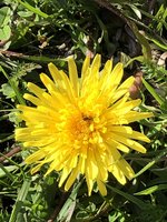 Pusteblume mit Bewohner IMG_4576.jpg