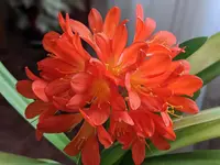 Clivia.webp