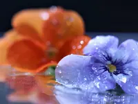 image003.webp
