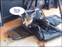 c008.webp