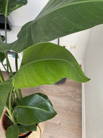 Helles Blatt Nr. 1.jpg