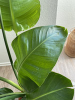 Helles Blatt Nr. 2.jpg