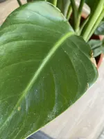 Blatt Nr. 4.webp
