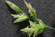 Annua Staubeutel.webp