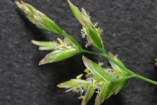 Annua Staubeutel.jpg