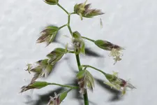 Supina Blüte Staubbeutel.webp