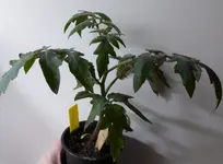 P1000604Ananastomate.JPG