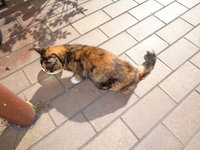 DSC00392.JPG
