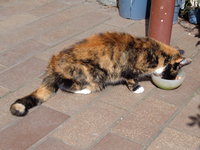 DSC00394.JPG