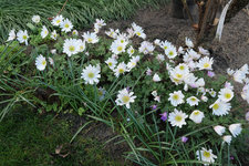 Anemone blanda White Splendour 20230407.jpg