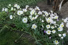 Anemone blanda White Splendour 20230407.webp