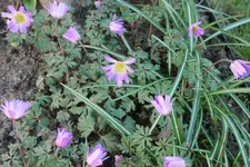 Anemone Charmer 20230407.webp