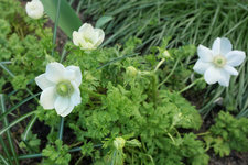 Anemone Bride 20230407.jpg