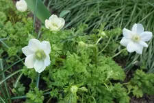 Anemone Bride 20230407.webp