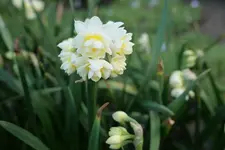 Narzisse 'Erlicheer' 20230407.webp