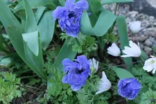 Anemone De Caen blau 200230407.webp