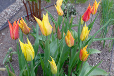 Tulpe Virichic 20230407.jpg