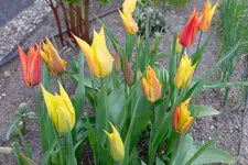 Tulpe Virichic 20230407.webp