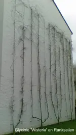 Glycinie 'Wisteria' Wandbespannung_01.jpg