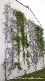 Glycinie 'Wisteria' Wandbespannung_02.jpg