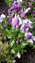 Hornveilchen.webp