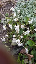 Veilchen.webp