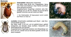 Engerling_Mai & Juni-Käfer_02.jpg