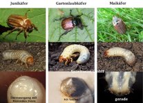 Engerling_Mai & Juni-Käfer_01.jpg