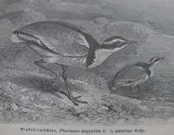 Brehm01.jpg