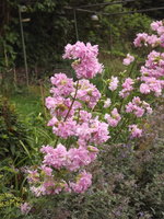 seifenkraut (4).JPG