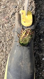 IMG_5545.jpeg