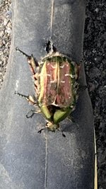 IMG_5546.jpeg
