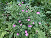 DSC00124.webp