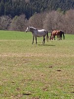 IMG_20230410_135810.jpg